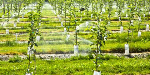 Pianta un albero e inquina meno