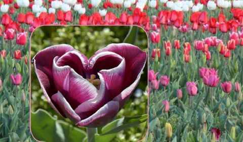 Tuliparty: 135.00 bulbi tra tulipani e narcisi