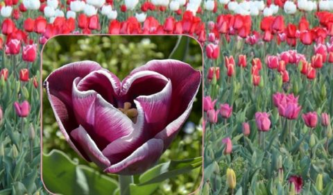 Tuliparty_2022_01_Volantino_02_Retro_bassa