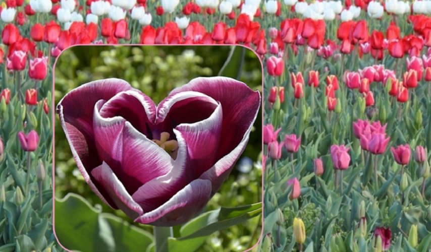Tuliparty: 135.00 bulbi tra tulipani e narcisi
