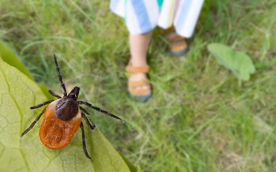 Allarme zecche: consigli per i genitori