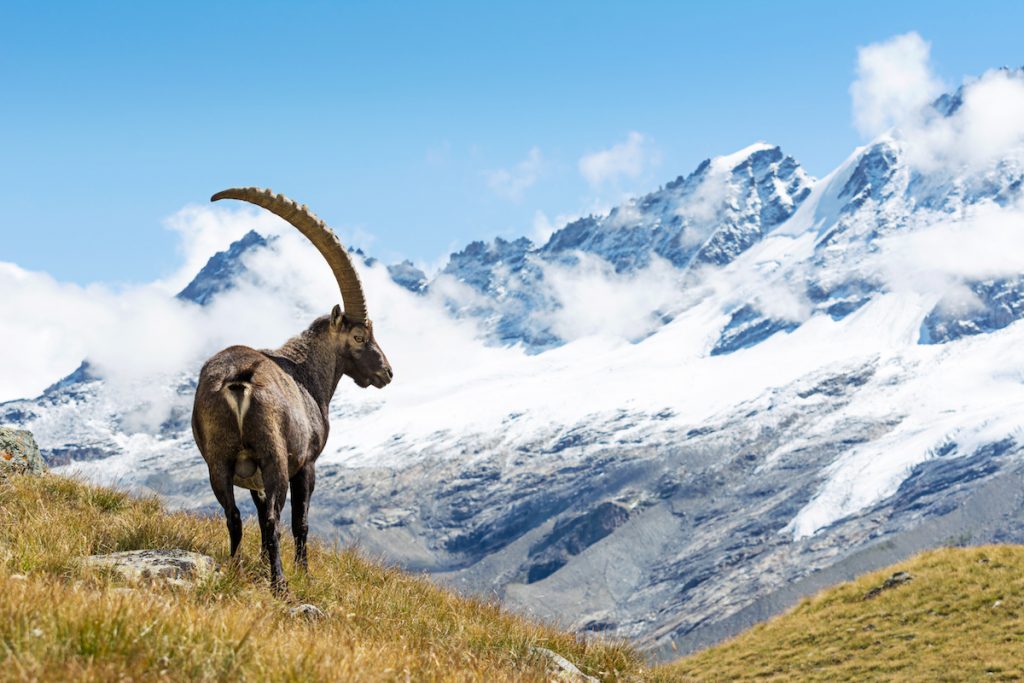 gran paradiso