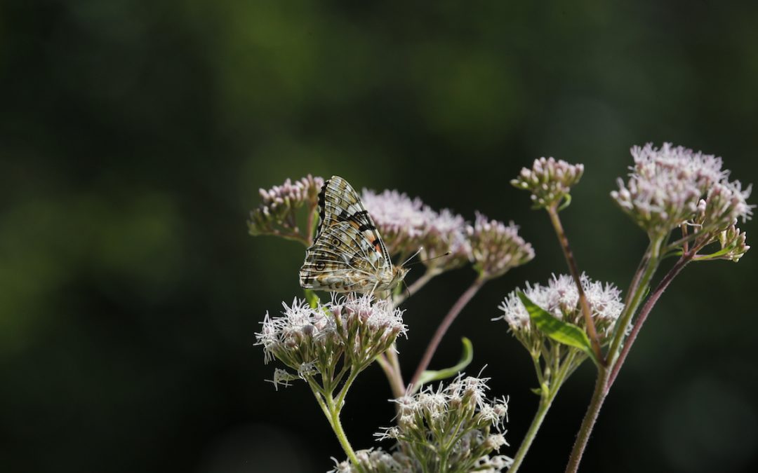 Biotopo MUSE, oasi di biodiversità in città