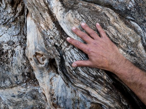 Tesoro del Mediterraneo: il Presidio degli olivi secolari