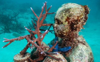 Snorkeling al MOUA, in compagnia delle Sentinelle dell’Oceano