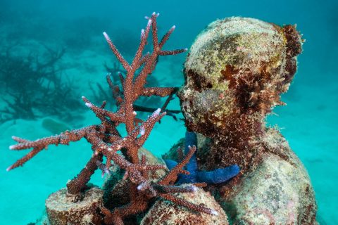 Snorkeling al MOUA, in compagnia delle Sentinelle dell’Oceano