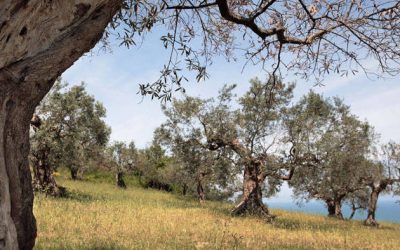 Taggia: la Liguria delle spiagge e delle olive