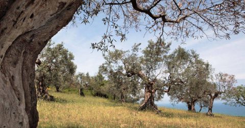 Taggia: la Liguria delle spiagge e delle olive