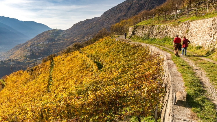 Terrazzamenti Valtellina