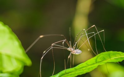 Ragni e pipistrelli: il vero incubo è non proteggerli