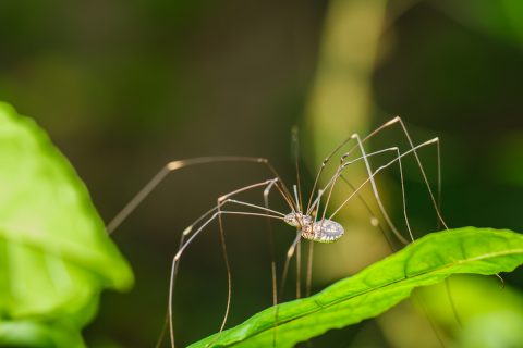 Ragni e pipistrelli: il vero incubo è non proteggerli