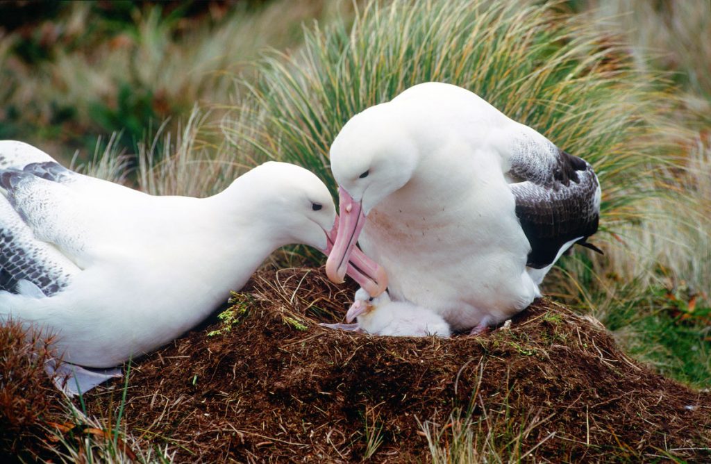 amore tra animali