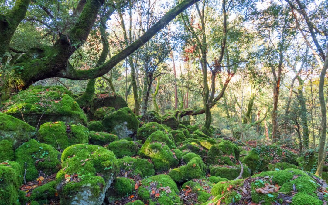 Le foreste più belle in Italia da esplorare con i bambini