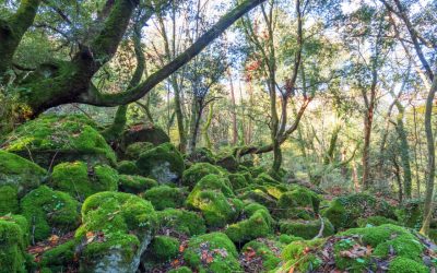 Le foreste più belle in Italia da esplorare con i bambini