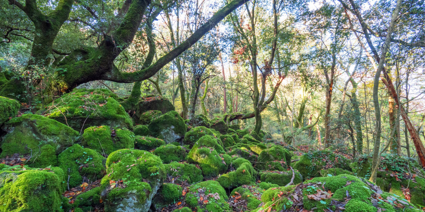 foreste italia