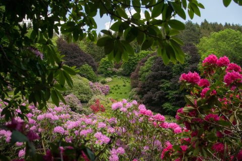 RODODENDRI IN OASI ZEGNA