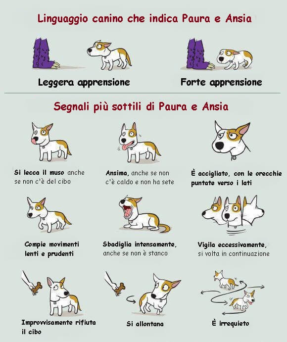 cani e bambini