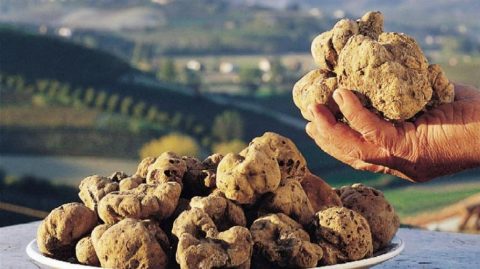 tartufo1_interno