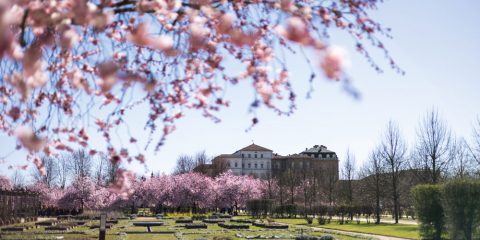 Copia-di-ph.-Luca-Farinet_All_ombra-dei-ciliegi-in-fiore_25032023-14