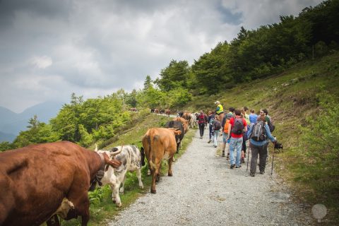 festa transumanza