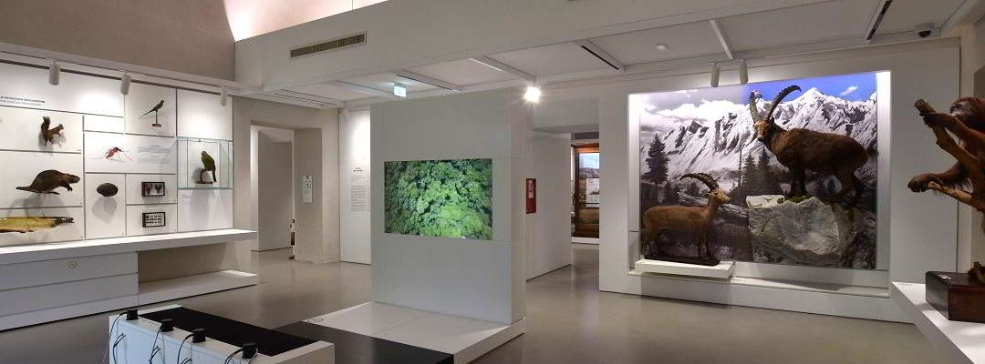 Grande caos a Kosmos, il Museo di Storia Naturale di Pavia