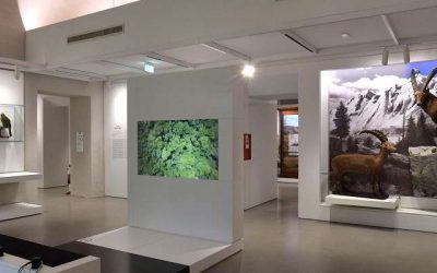 Grande caos a Kosmos, il Museo di Storia Naturale di Pavia