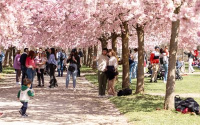 “All’ombra dei ciliegi in fiore” alla Reggia di Venaria