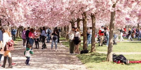 “All'ombra dei ciliegi in fiore” alla Reggia di Venaria Ciliegi-in-fiore_300325_micol-sacchi_110