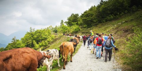 Transumando all’Oasi Zegna Trasumando—28-maggio-168