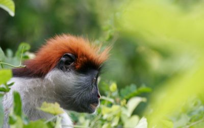 Cos’è la biodiversità e come proteggerla? Lo scopriamo studiando i Monti Udzungwa