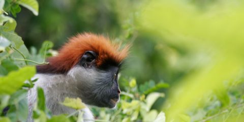 Cos'è la biodiversità e come proteggerla? Lo scopriamo studiando i Monti Udzungwa _MG_8912-(1)