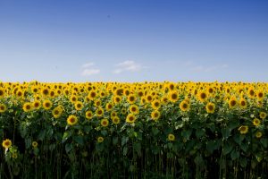 girasoli langhe