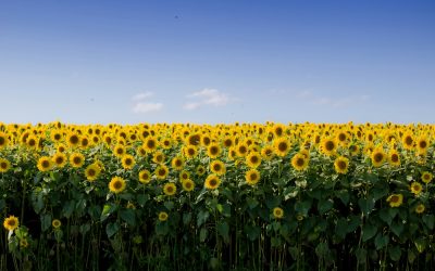 Le novità del labirinto di girasoli delle Langhe: dinosauri fucsia, Pokémon e gatti rossi