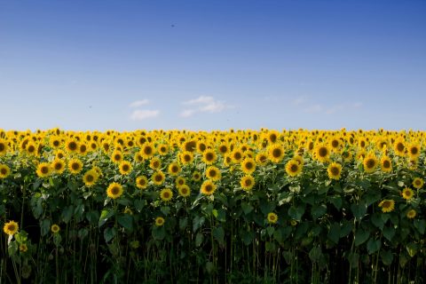 Le novità del labirinto di girasoli delle Langhe: dinosauri fucsia, Pokémon e gatti rossi girasoli langhe