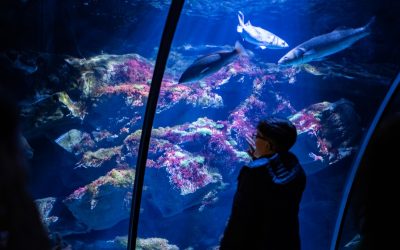 Un anno di bellezza, divertimento e meraviglia: 365 giorni di Abbonamento Musei